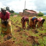 Burundi: comment l’eau souterraine révolutionne l’agriculture maraîchère